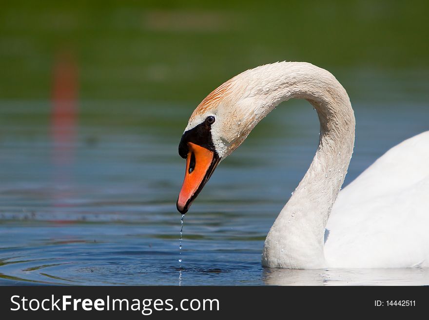 A beautiful mute swan