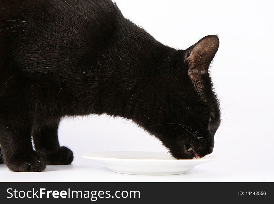 Black cat eating from a plate on white background