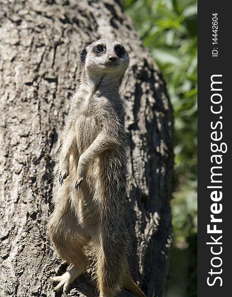 This is a picture of a meerkat standing up, . This is a picture of a meerkat standing up,