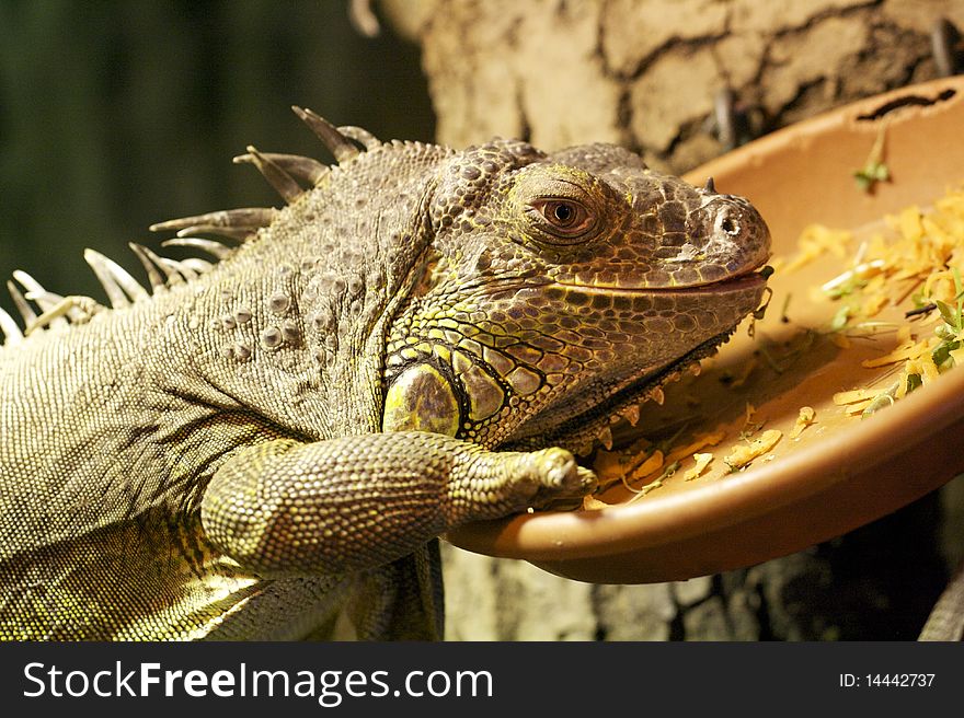 This is a picture of an iguana eating.