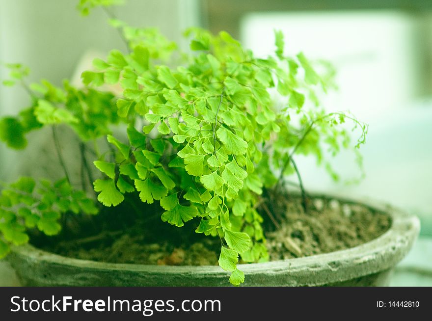 Chinese Penjing,a bonsai in pot, miniascape miniature garden