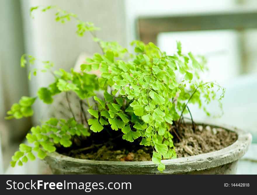 Chinese Penjing,a bonsai in pot, miniascape miniature garden.