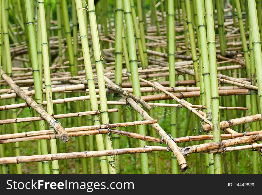 Many kickstands in the new bamboo forest before the bamboo grow up
