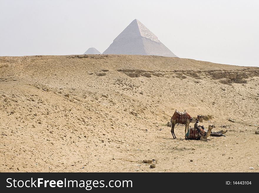 Pair of camels with pyramids in background. Pair of camels with pyramids in background