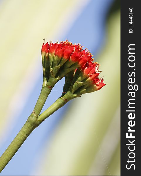 Closeup of the flower of Euphorbia Viguieri cactus plant which is a native of Madagascar in a Florida Botanical Garden . Closeup of the flower of Euphorbia Viguieri cactus plant which is a native of Madagascar in a Florida Botanical Garden .