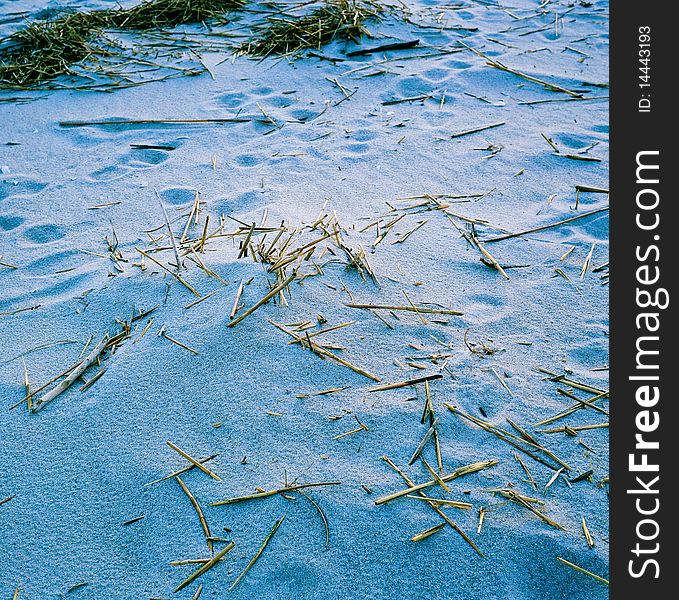 Washed up sea grass on beach sand dunes. Washed up sea grass on beach sand dunes