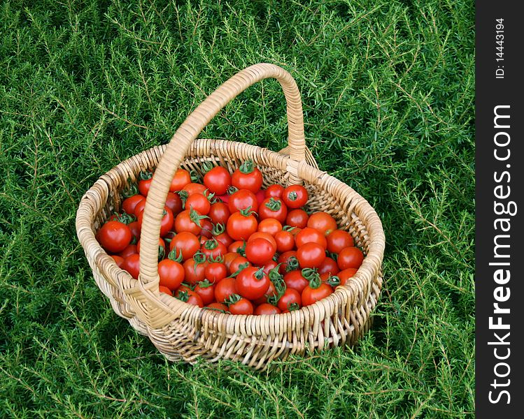 Basket of vine ripened cherry tomatoes in green shrub. Basket of vine ripened cherry tomatoes in green shrub