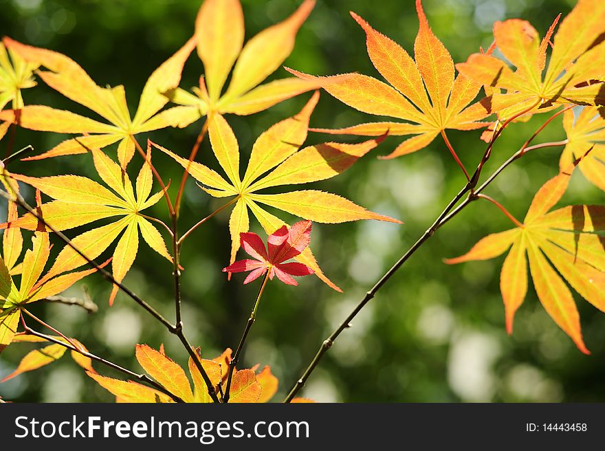 Spring Maple Leaves