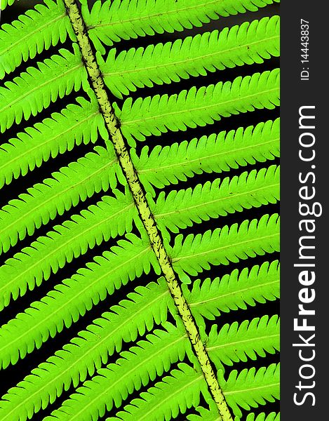 Fern leaf in tropical forest