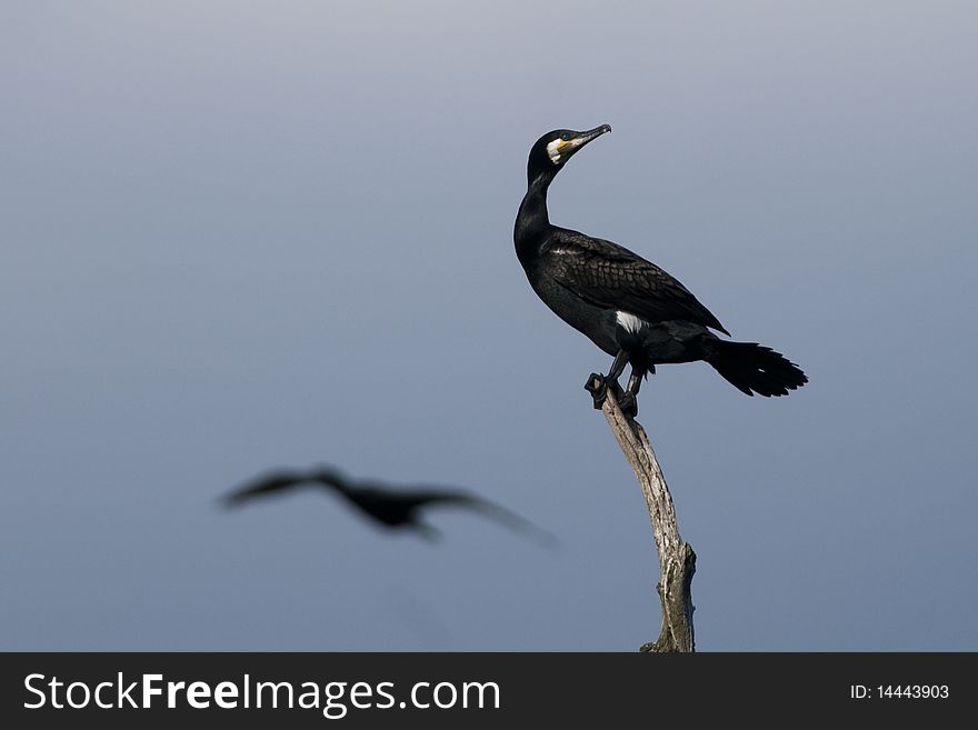 Great Cormorant On A Branch