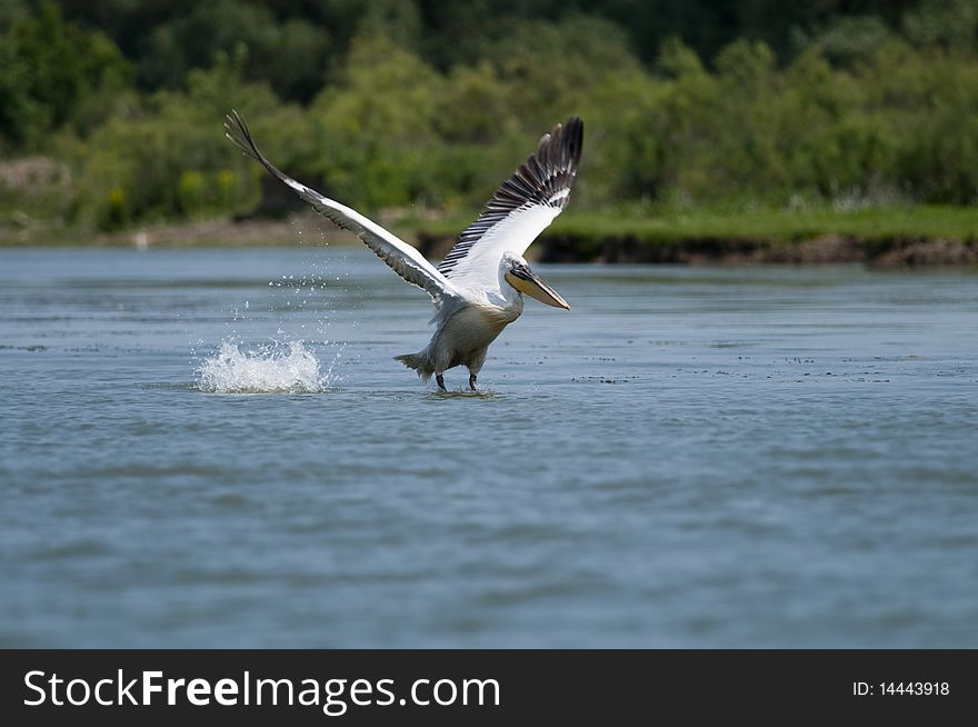 Dalmatian Pelican taking off from water