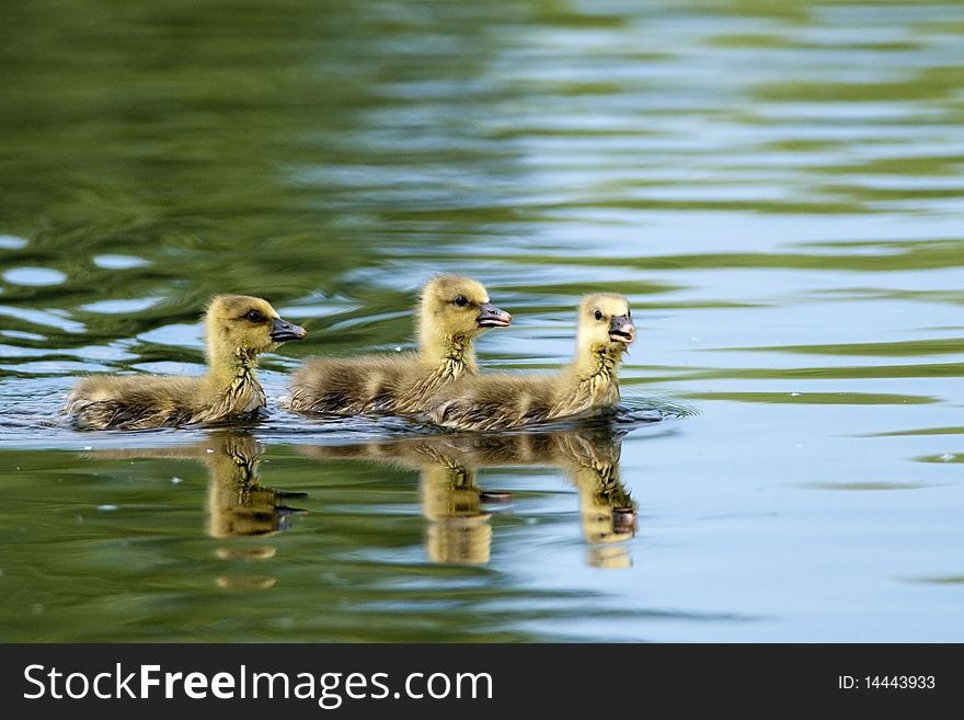 Wild Goose Goslings on water