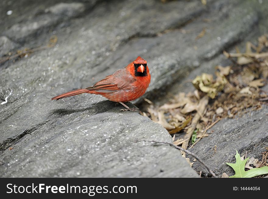 A very high resolution photograph of a male Cardinal in the Central Park, New York City. A very high resolution photograph of a male Cardinal in the Central Park, New York City