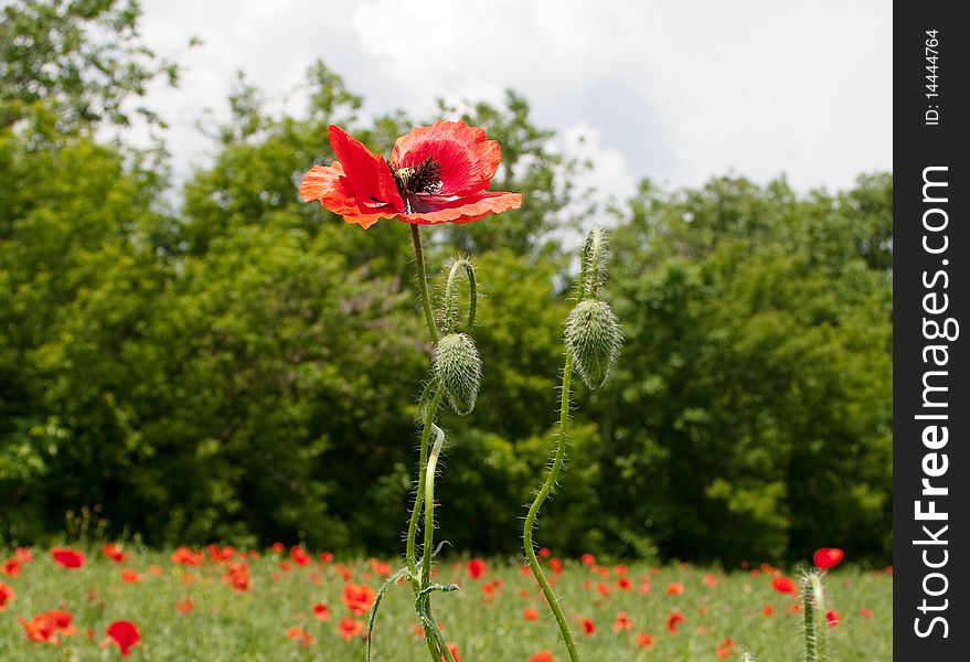 Many red wild poppies in meadow. Many red wild poppies in meadow