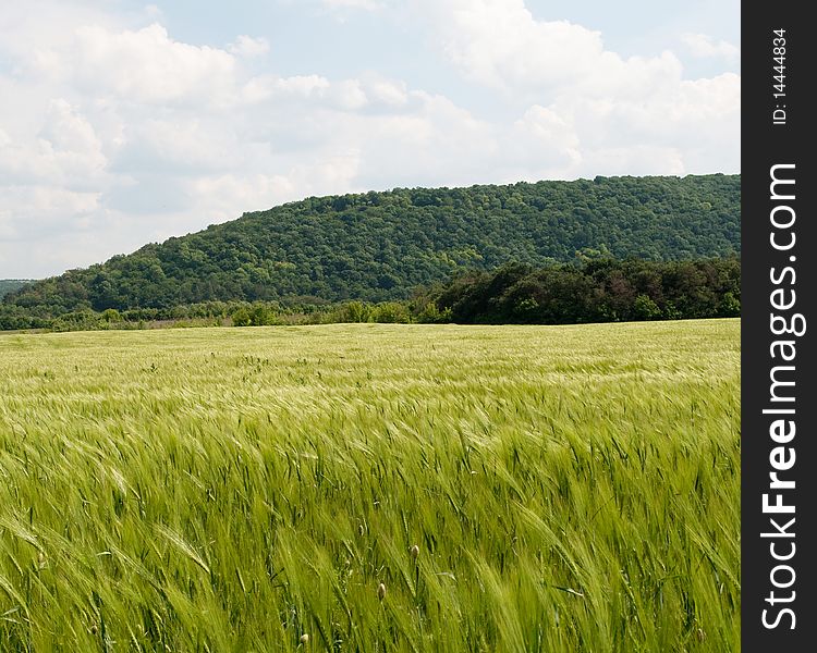 Rye field under blue sky. Rye field under blue sky