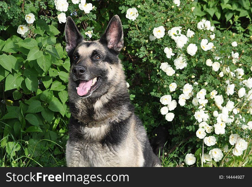 Sheep dog, shepherd (dog) near flowers