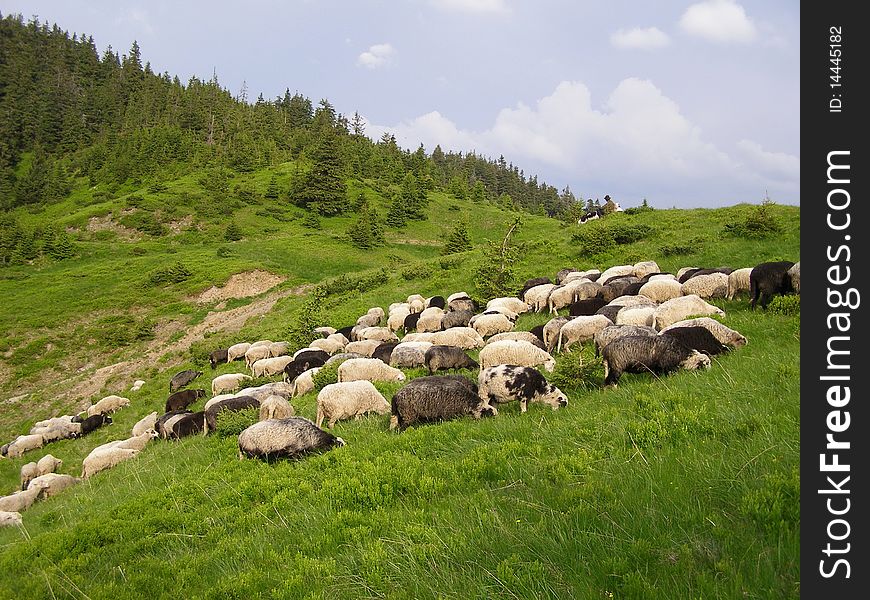 Flock of sheep on a summer hillside with shepherds. Flock of sheep on a summer hillside with shepherds