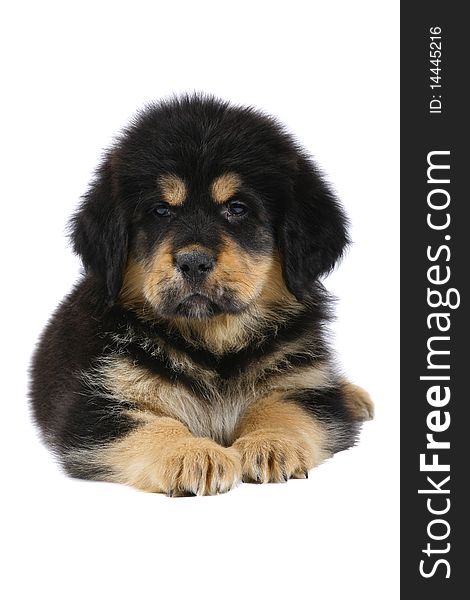 Lying puppy tibetan mastiff on a white background. Lying puppy tibetan mastiff on a white background.