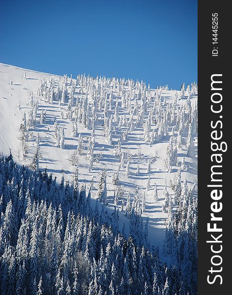 Snow hillside with fur-trees. Snow hillside with fur-trees