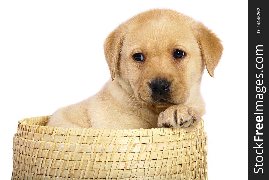 Puppy in a basket on a white background. Puppy in a basket on a white background.