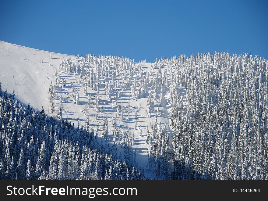 Snow hillside with fur-trees. Snow hillside with fur-trees