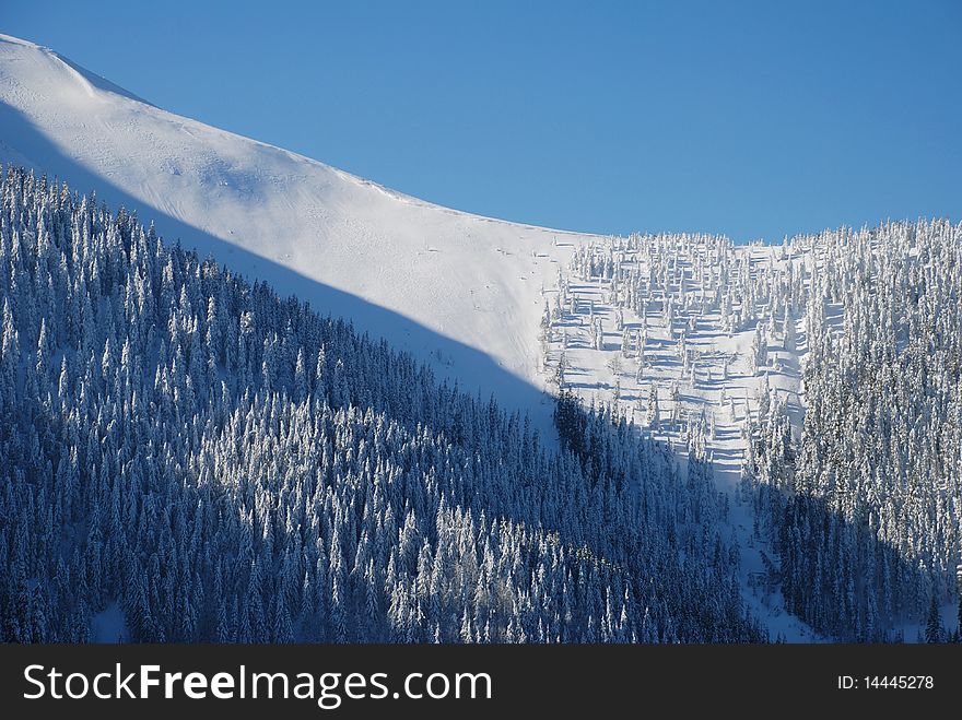 Snow hillside with fur-trees. Snow hillside with fur-trees