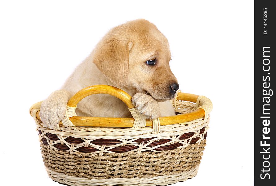 Puppy in a basket on a white background. Puppy in a basket on a white background.