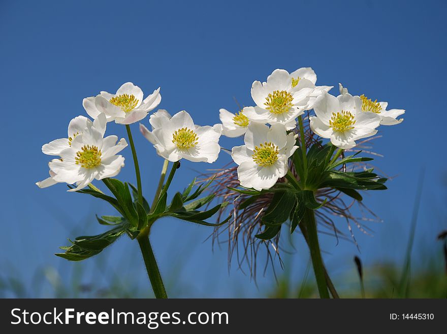 Mountain flower against the dark blue sky