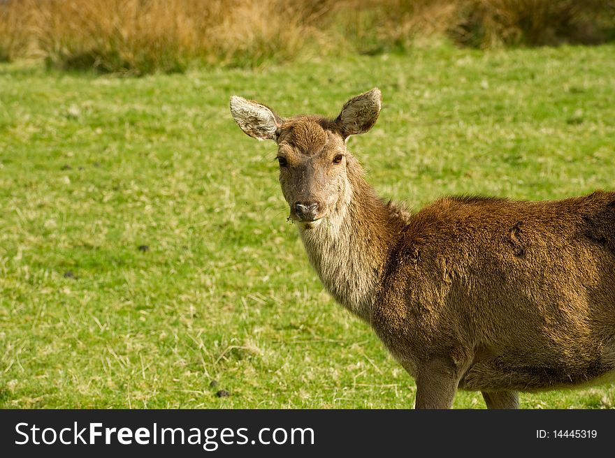 Deer in a field with copy space.