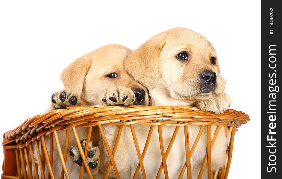 Two puppies in a basket.