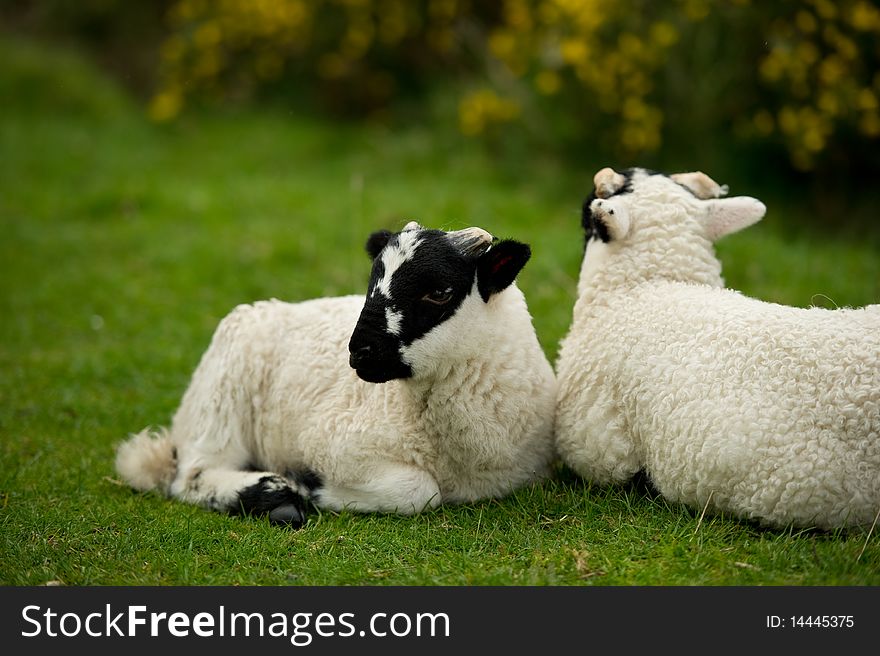 Lambs on grass with gourse and copy space.