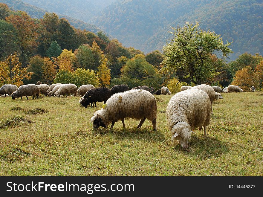 An autumn landscape with sheep on a hillside against mountain. An autumn landscape with sheep on a hillside against mountain.
