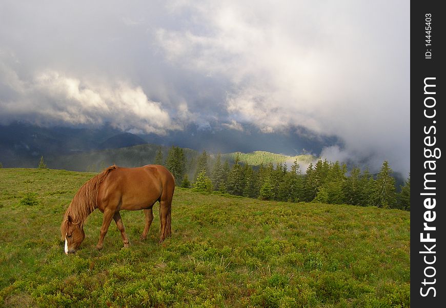 Horse In The Morning In Mountains