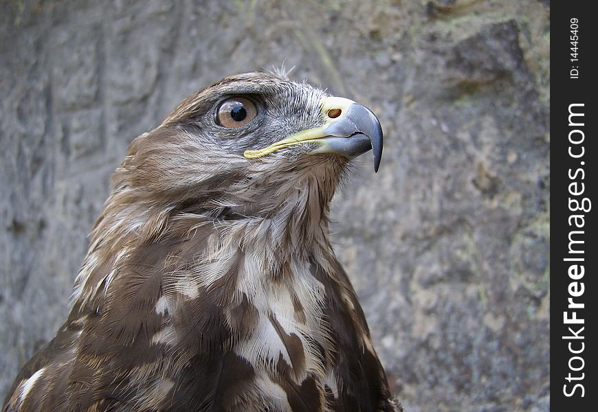 Head of the falcon on a dim background.