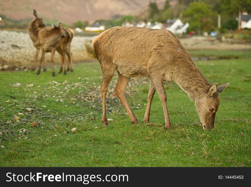 Deer grazing on grass with copy space.