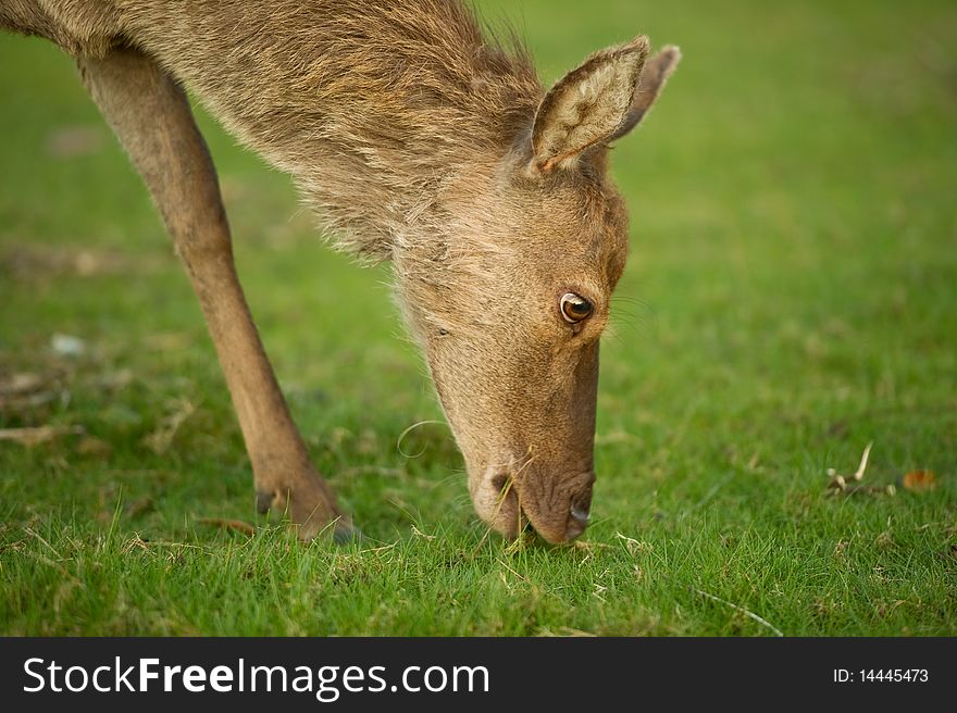 Deer grazing on grass with copy space.