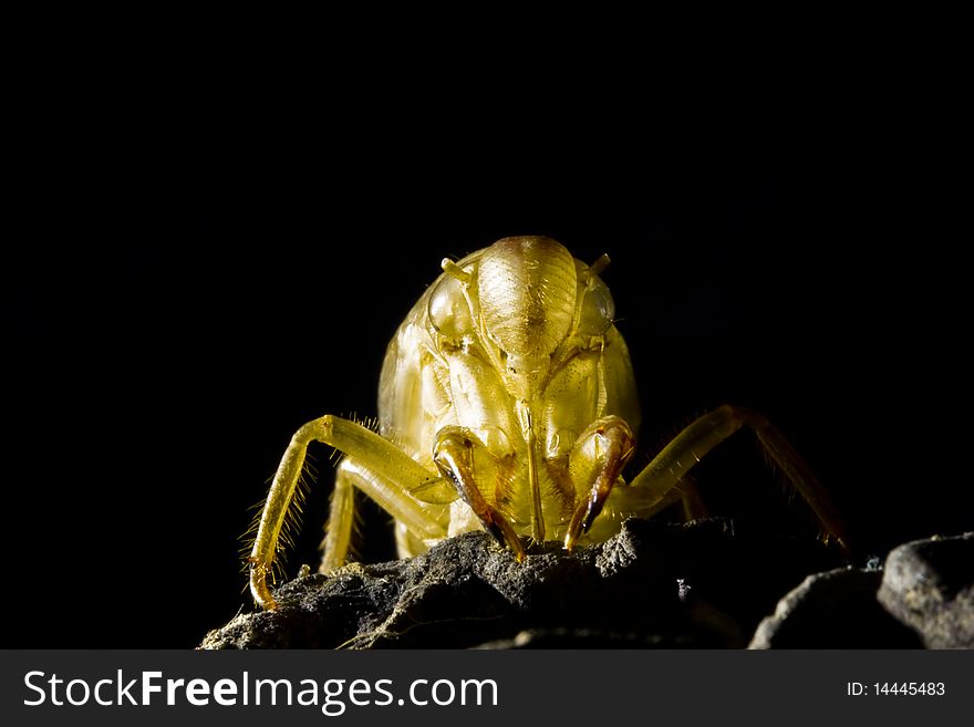 Skin of cicada on dark background image