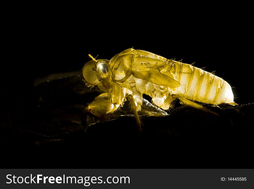 Skin of cicada on dark background image