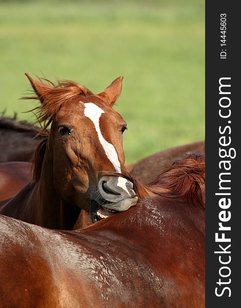 One horse biting another from back. One horse biting another from back