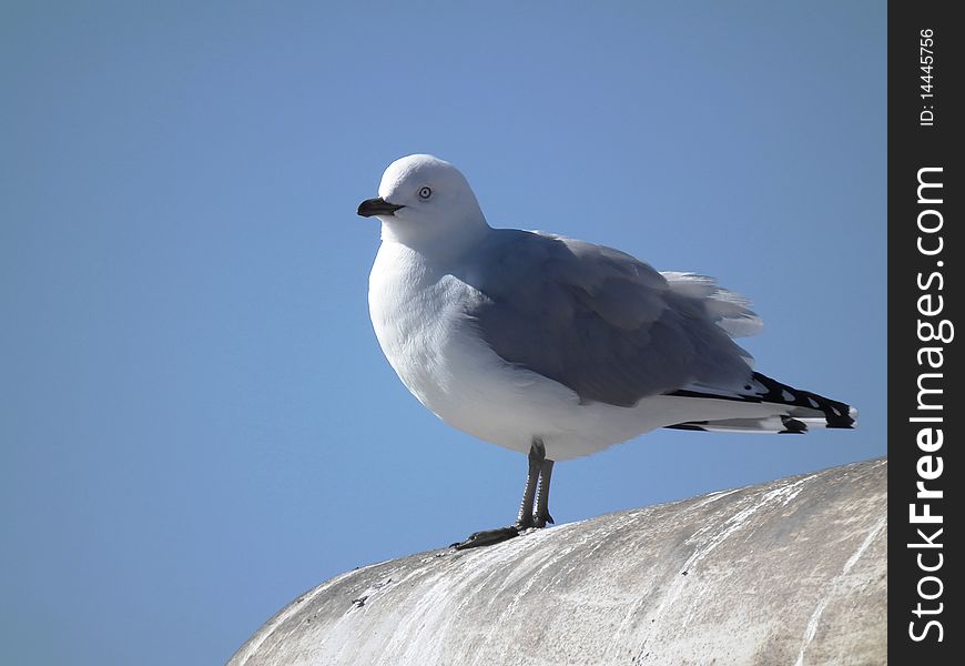Seagull on perch against blue sky