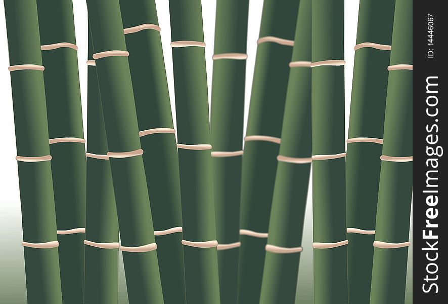 Image of bamboo stick in the forest. Image of bamboo stick in the forest