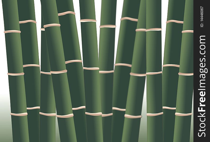 Bamboo forest