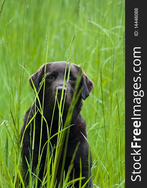 Chocolate Labrador Retriever hiding in tall green grass meadow. Chocolate Labrador Retriever hiding in tall green grass meadow