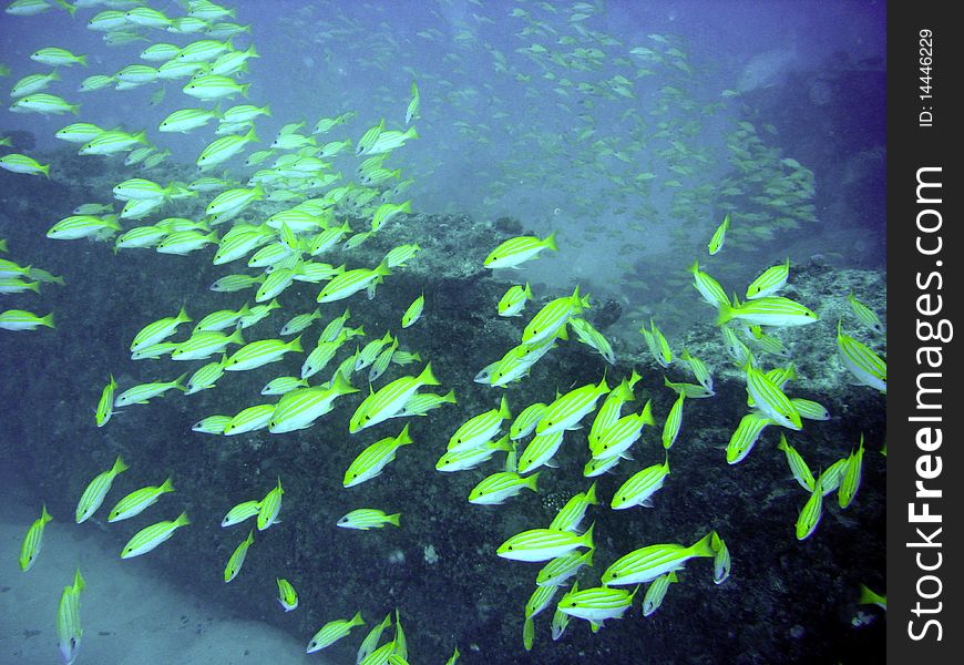 A school of Blue banded snappers