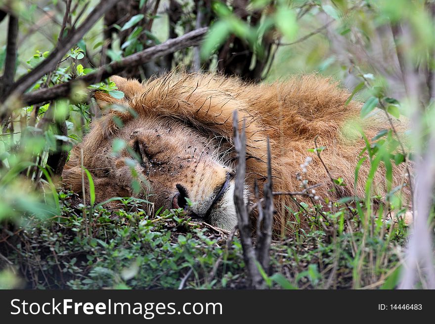 Lion rested at Masai Mara