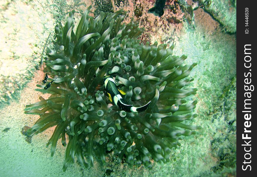 Dominoes and Anemone fish on the sea bed