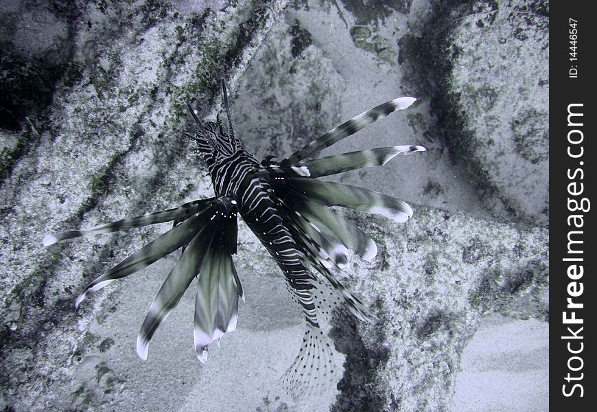 Lionfish / Devil firefish in the warm waters of the Indian Ocean