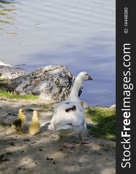 This image shows a family of geese made up of one adult and two calves