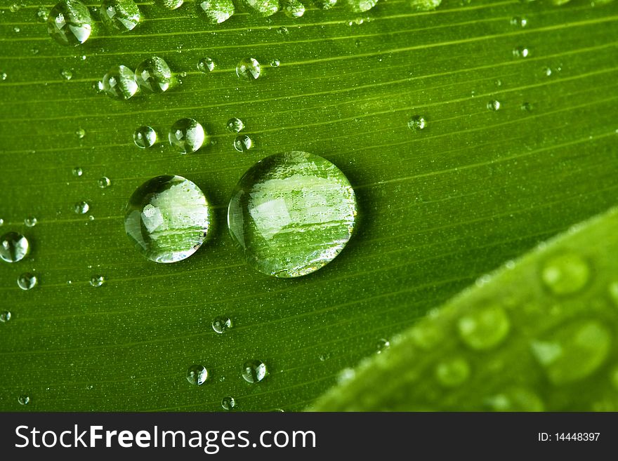 A background of water drops on a green leaf. A background of water drops on a green leaf.