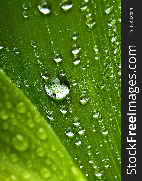 Macro picture of water drops on fresh green leaf